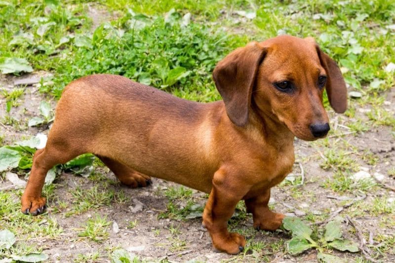 Kaninchen dachshund hot sale